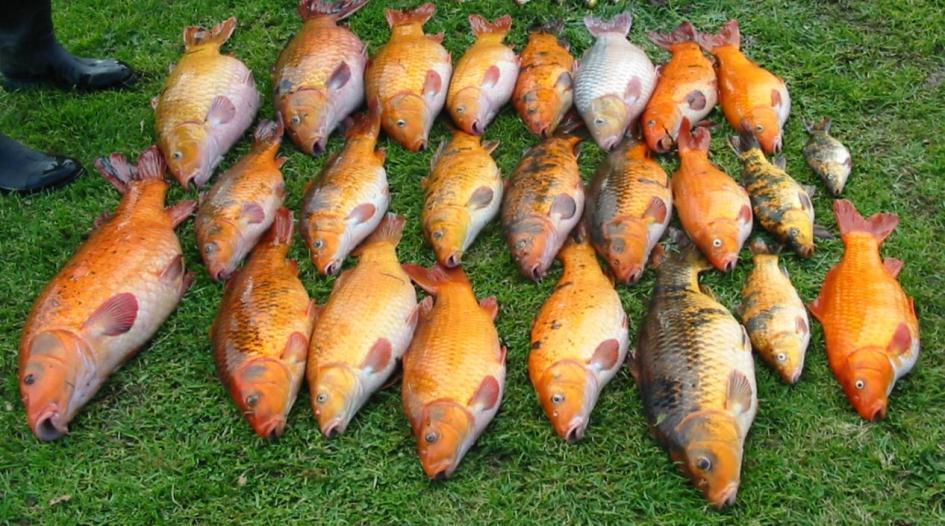 Common carp (koi) introduced in late 60s
