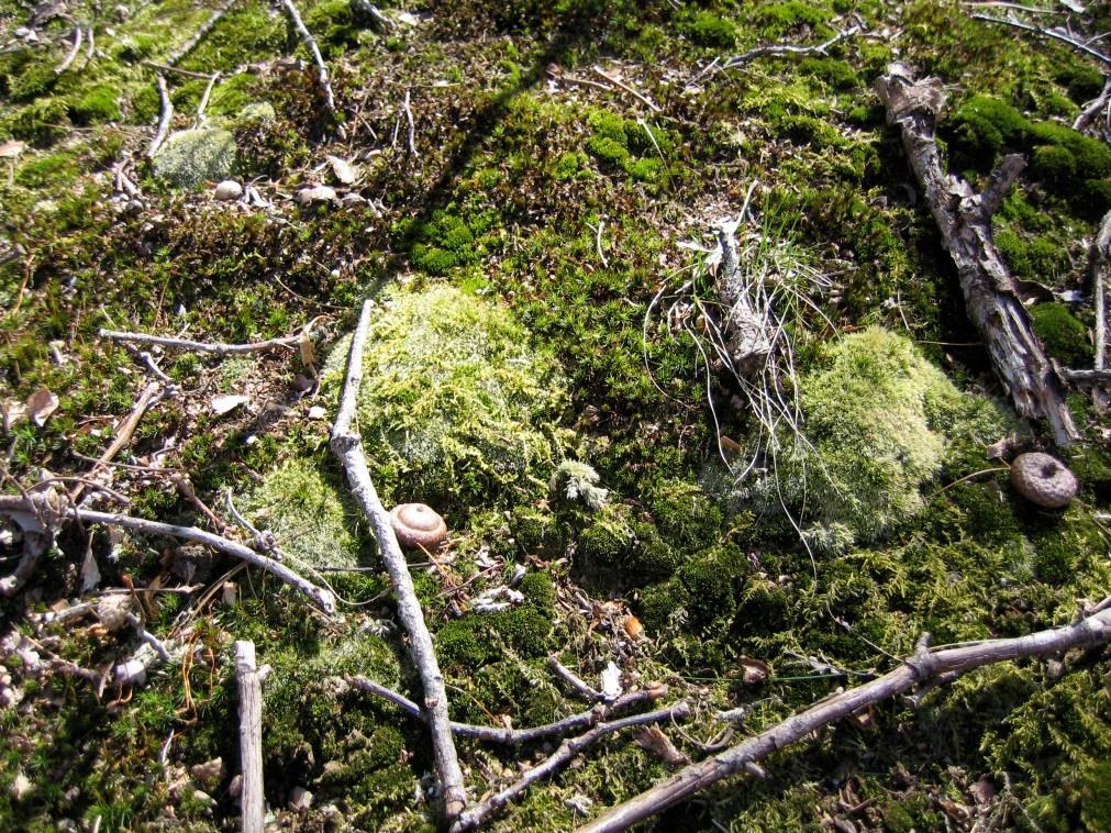 Primary Succession from mosses &