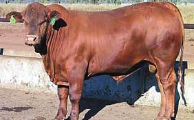 Societies going electronic Limousin - EID alternative to tattooing The Australian Limousin Breeders' Society (ALBS) is the first Australian beef breed Society to accept NLIS ear tags as the sole