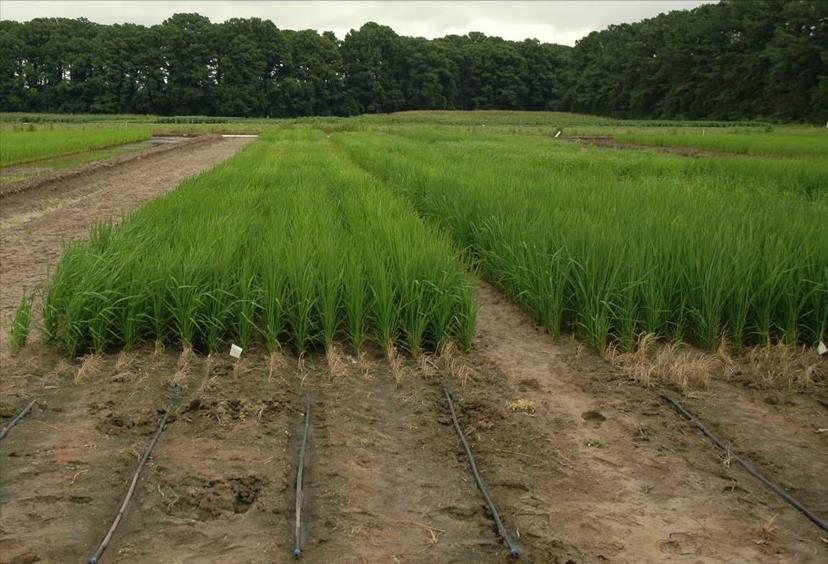 RICE CHALLENGES Not enough yield Flood irrigation - consuming more