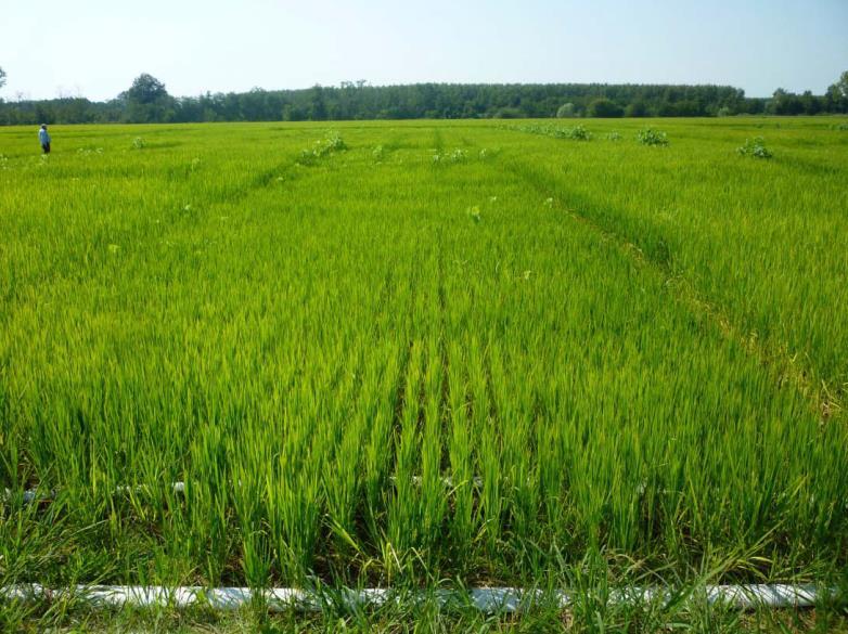 1KG of Rice Environmental impact: GHG emissions Groundwater