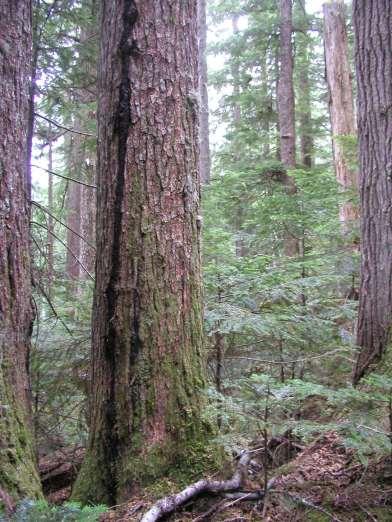 The question: Can the national forests in Washington conserve biodiversity and increase resilience, given predicted changes in climate?