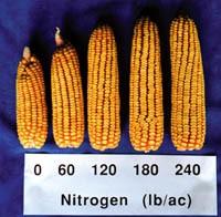 corn is taken up and used during the first year ~$391M of Nitrogen fertilizer is lost down the