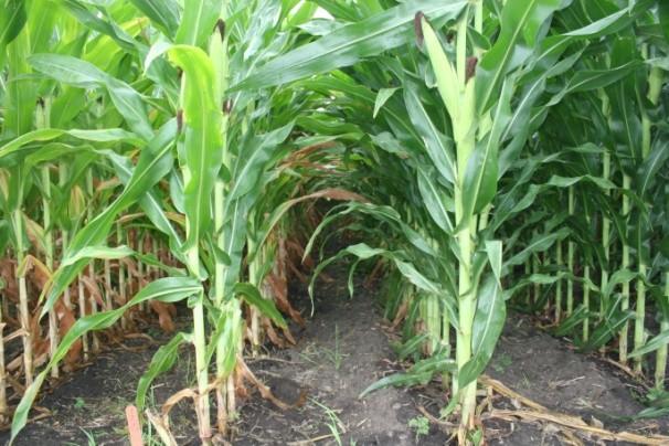 Corn: Can potentially boost yield under normal nitrogen conditions or stabilize it in low