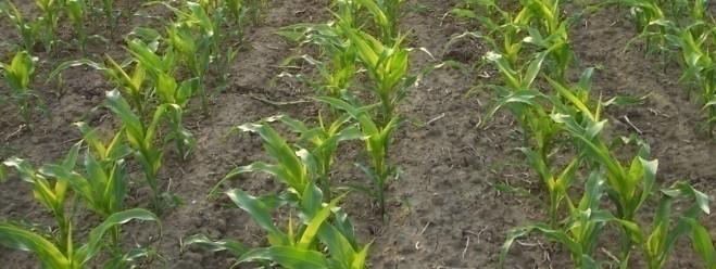 corn can bring a 10 to 13.5 Bu/A benefit to the grower. More strategic planting densities can increase bushels per acre, even with today s traits and genetics.