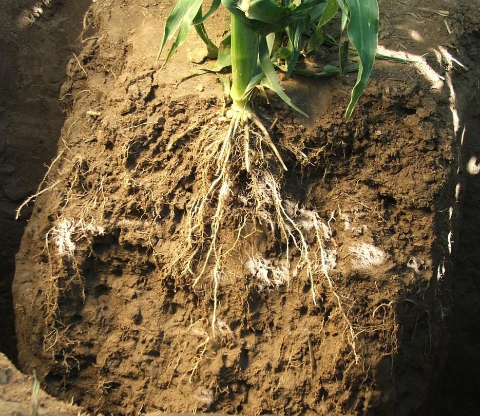 Agricultural Management Practices Can Help Make the Most of Available Soil Moisture CONSERVATION TILLAGE HELPS RETAIN MOISTURE, MAKING MORE AVAILABLE TO