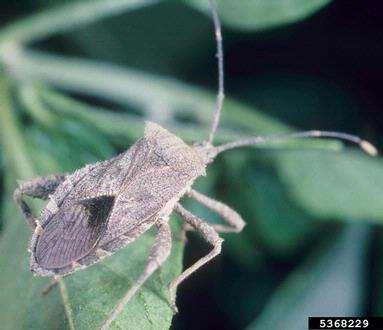 Organic Crops Resist Pests Predisposition theory Insect pests as