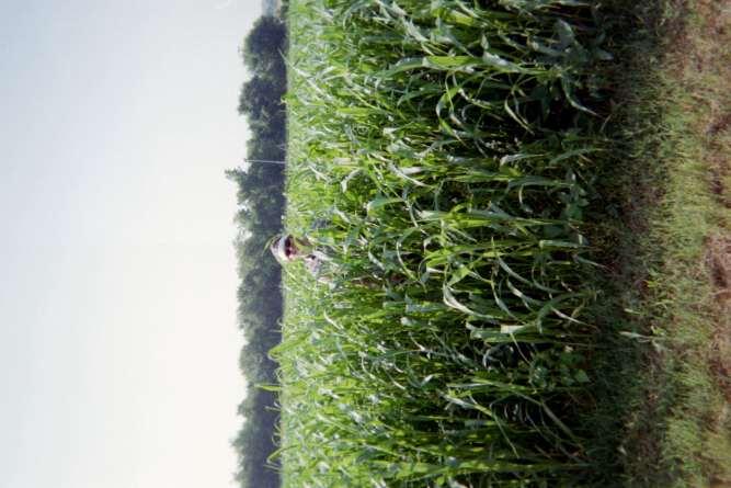 Field A-1: Sorghum- Sudangrass