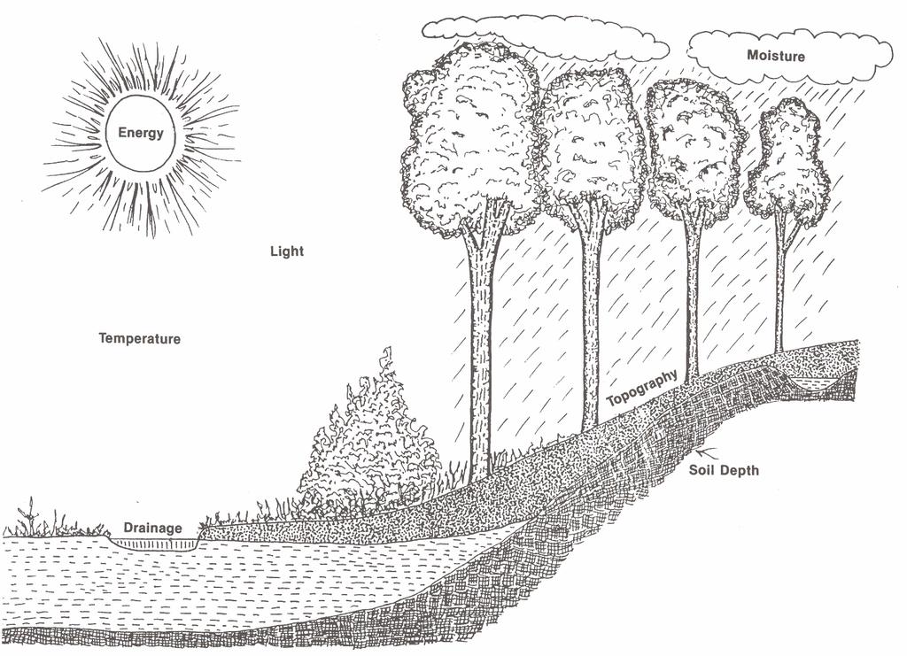 Climate, soil, available water, and nutrients all affect how well a tree