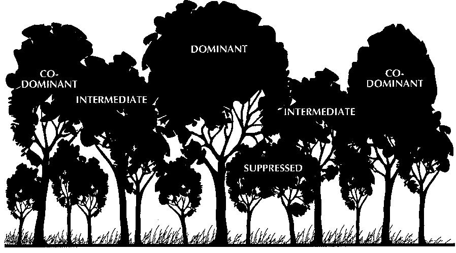 The dominance of a tree refers to the position of its crown relative to other trees in