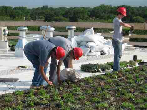 Sustainable Site Planning Vegetative Roof Considerations Can your roof bear the load?