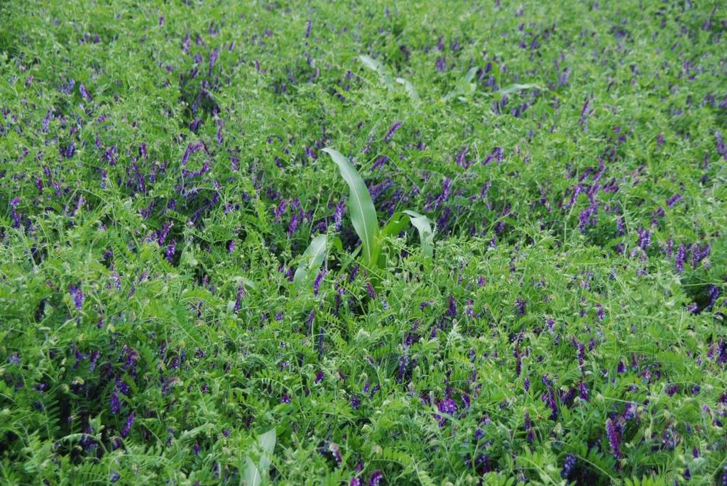 Hairy vetch (Vicia villosa) Winter annual legume