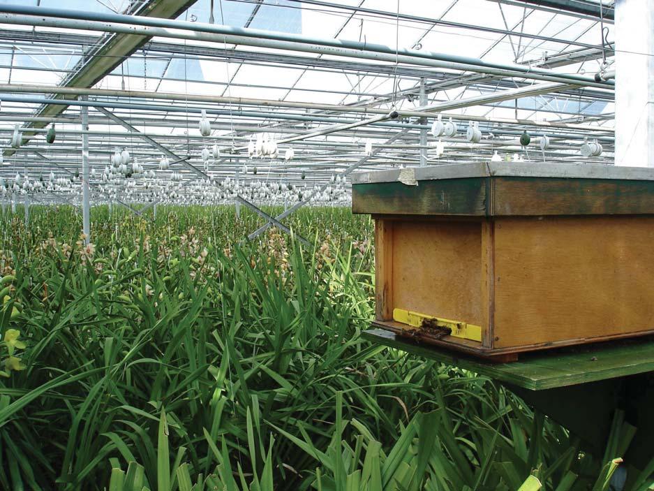 BEEKEEPING IN A POLLINATION BEEKEEPER S PRACTICE Figure 1. Bee hive in a greenhouse with a Cymbidium orchid crop.