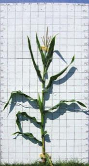 Whole plant images of the four varieties used in this study (A) Extreme