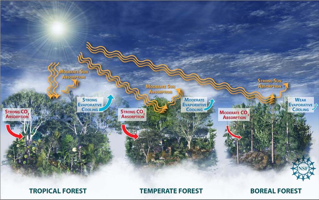 Forests and climate change Multiple competing influences of land cover change Bonan