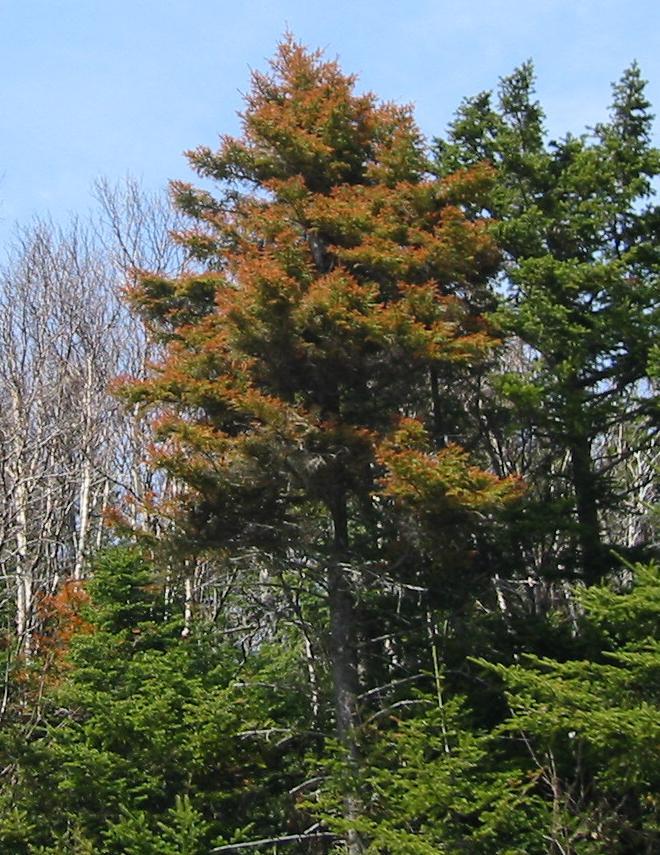 Since the 1960s there has been widespread decline of red spruce in the northeast