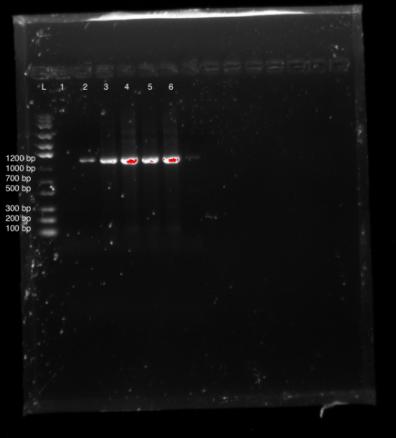 Figure 1: Colony PCR product of psb1k3-t7-lys. As previously labelled colonies:lys 1.1, Lys 1.2, Lys 1.3, Lys 2.1, Lys 2.2, Lys 2.