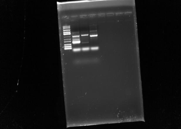 4 Gel purification of Overhang PCR product Shuangjia Xue, Oscar Frisell Protocols used - Gel Purification Samples Lys 3 Each sample was the successful product of a Overhang PCR, with the BamHI that