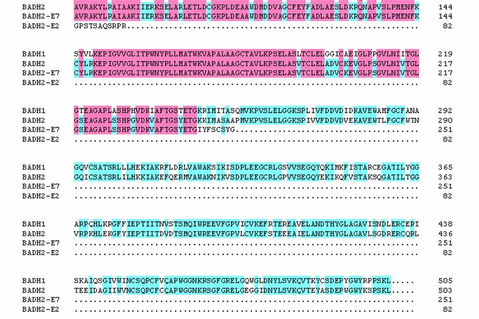 The functional Badh2 allele consists of 15 exons (brown boxes) and 14 introns (black lines) as presented in three non-fragrant varieties: Nipponbare, 93-11, and Nanjing11.