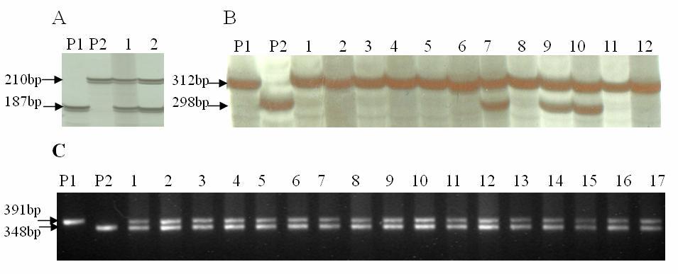 Supplemental Figure 3. Identification of transgenic lines using the gene-tagged markers.