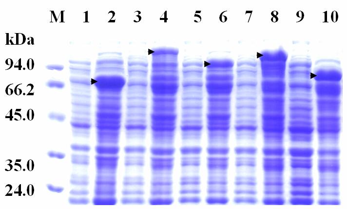 Supplemental Figure 8. In vitro expression of the Badh2/badh2 cdnas in E. coli cells. The complete and partial Badh2/badh2 cdnas from both the non-fragrant cv. Nanjing 11 and the fragrant cv.