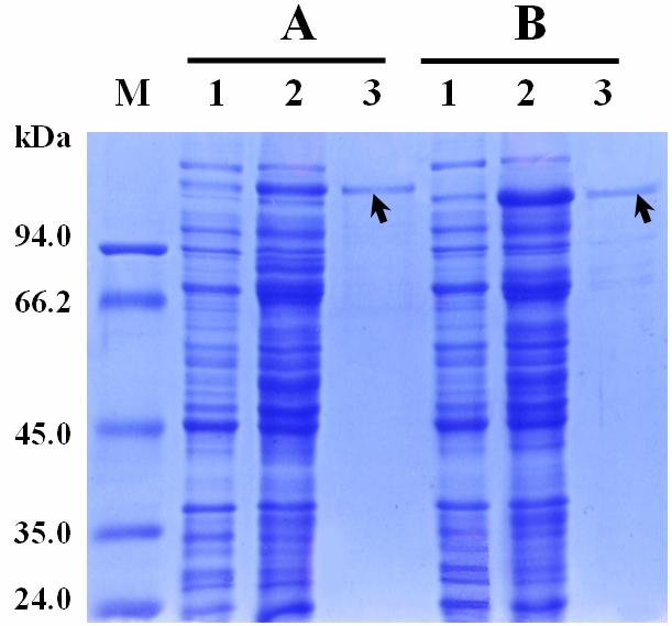 Supplemental Figure 9. Purification of the fusion proteins containing the intact or partial BADH2. The Nus-BADH2 fusion protein expressed following induction by 0.