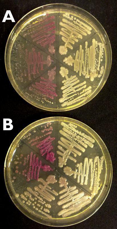 Plasmid yield and color development