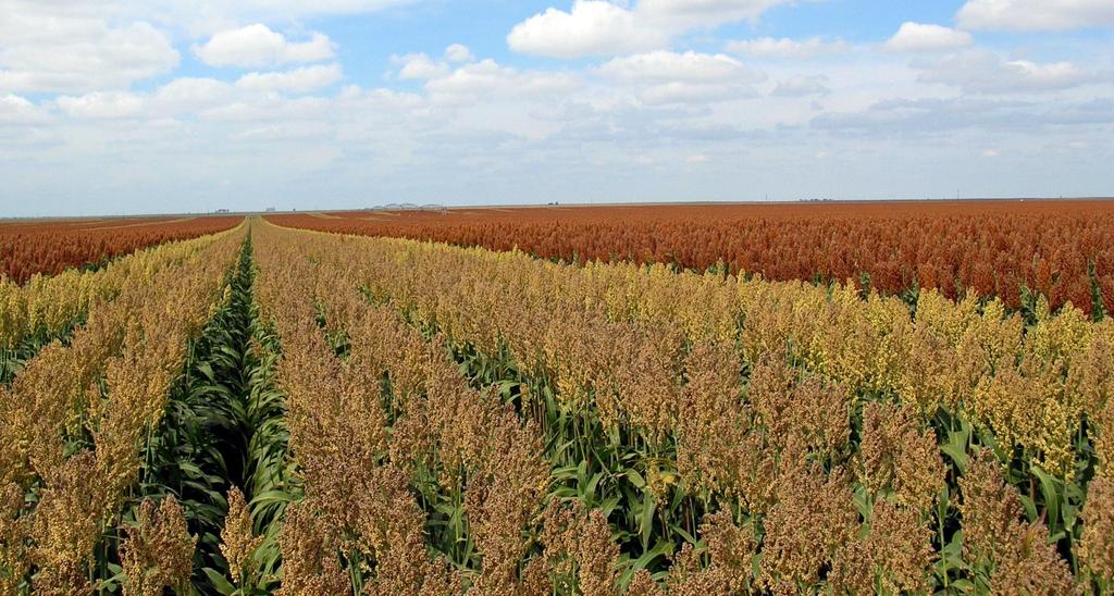 Sorghum: Customized by Chromatin, Renewable by Nature TM 17 For more information, visit us