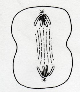 The chromatids are pulled to the opposite ends of the cell.
