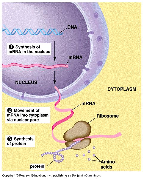 Production of Proteins To make proteins the nucleic acid mrna (messenger RNA) is needed. mrna is a single stranded molecule which carries a copy of the code from DNA.