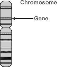 Genetic engineering and therapeutic uses of cells A gene is a small section of a chromosome