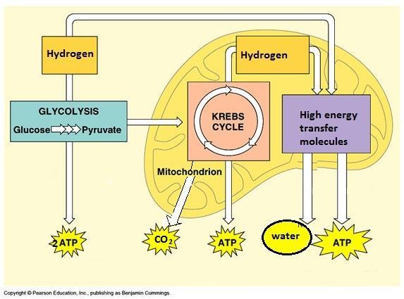 Pyruvate cannot enter the Kreb s cycle in the absence of oxygen so only glycolysis can take place and only 2 ATP can be produced overall. The pyruvate therefore must enter an alternative pathway.