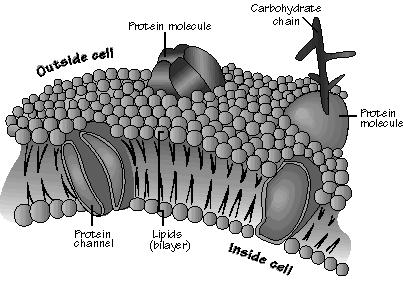 Transport across Cell Membranes The cell membrane consists of lipids and proteins.