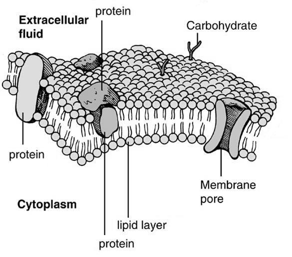 A double layer of constantly moving or fluid lipid molecules, with a patchy mosaic of protein molecules.