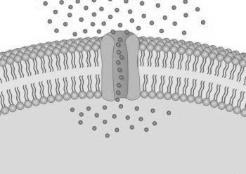 The cell membrane is selectively permeable, that is it selects or controls what substances can enter or leave the cell.