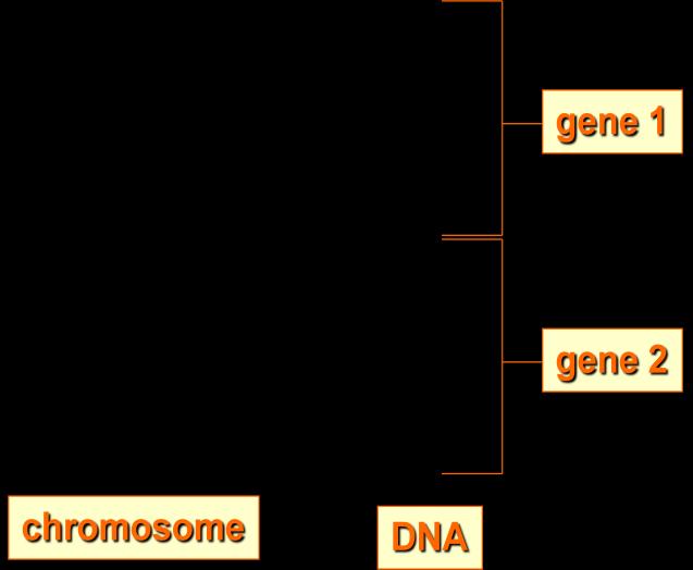 by producing particular proteins. DNA is passed down from parent to offspring.