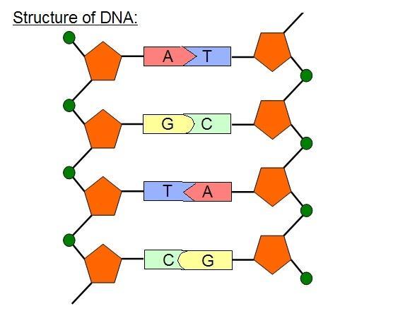 Structure of DNA DNA consists of two strands made up of a backbone and bases.
