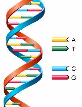 double helix. There are four types of base: adenine (A), thymine (T), guanine (G) and cytosine (C).
