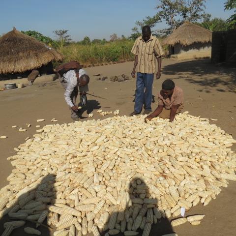 Food loss Assessment Study on Maize and Sunflower Value chains in Uganda Causes and Recommended Solutions and