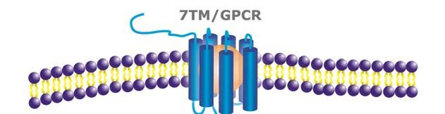 From the traditional HitHunter camp second messenger signaling assays to the novel, universal PathHunter β-arrestin assay for known and orphan GPCRs, DiscoveRx is your partner for GPCR drug