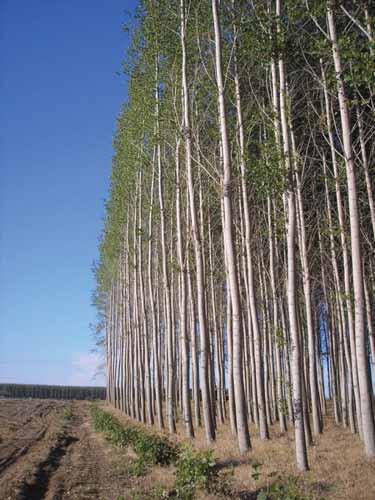Current Research Three stands selected in Greenwood Resources poplar plantation at Boardman, OR 12 year
