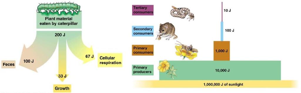 For plants the source of energy is the sun they produce their own food through photosynthesis and their source of nutrients is the soil. The feeding relationships between organisms forms a food chain.