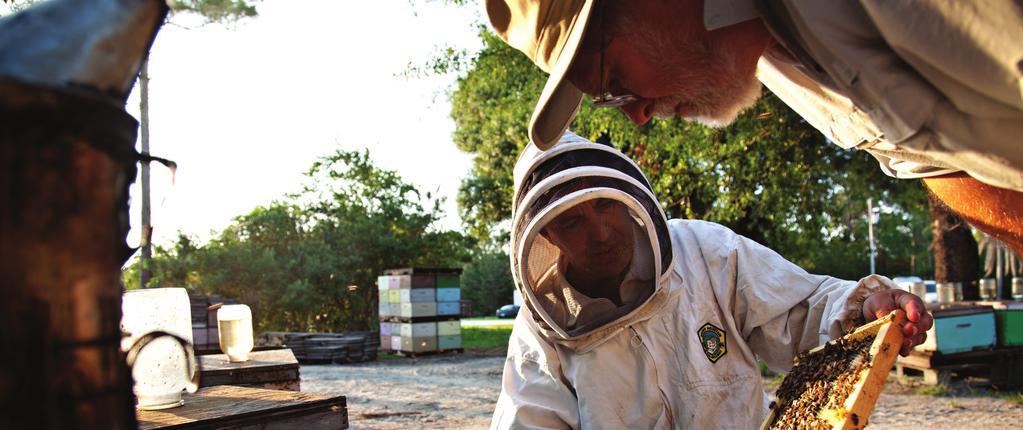 THE GROWER S ROLE Proactive communication between growers, applicators, and beekeepers is essential to protect honey bees from unintended pesticide exposure.