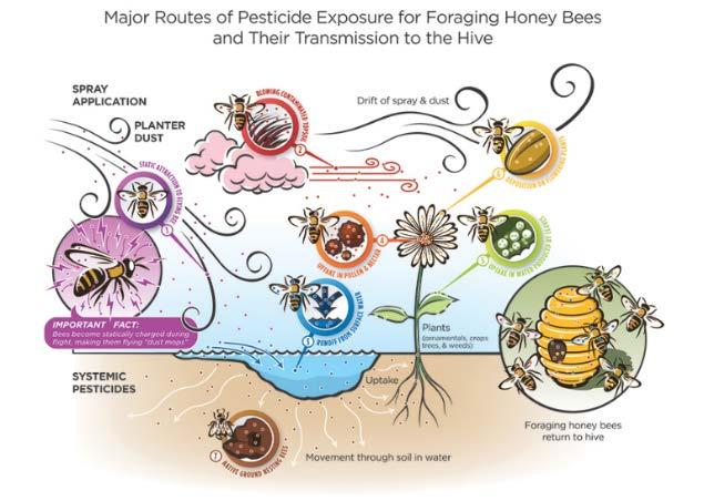Insecticides Non target effects on pollinators Lethal Reduced reproductive ability Disrupted cognition, behavior, and communication
