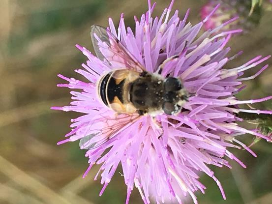 Pollinators Managed Pollinators Honey bees Bumble bees Native Pollinators