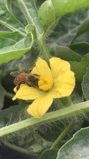 Honeybees Primary Managed