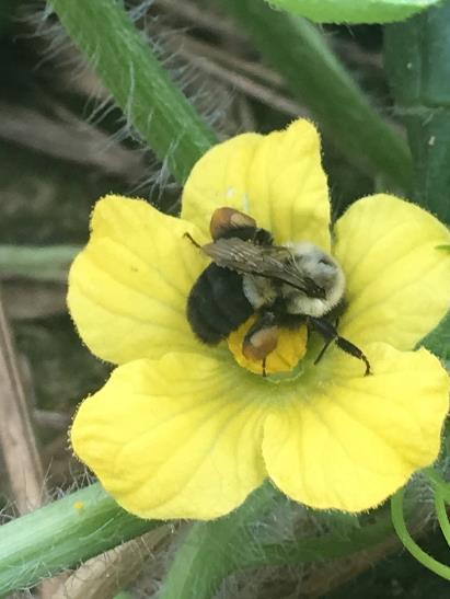Bumblebees Native to North America New managed pollinator (Bombus impatiens)