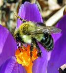 and effectiveness as pollinators Eusocial,
