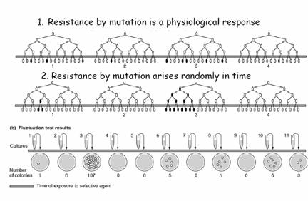 Transmission of genetic variation: Luria-Delbruck test Linear transmission