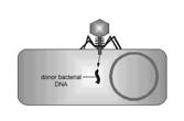 The bacteriophage inserts the donor bacterium's DNA it is carrying into the recipient bacterium.